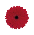ΖΕΡΜΠΕΡΑ ΚΟΚΚΙΝΗ Χ25 GERBERA GR BARONES X25  
